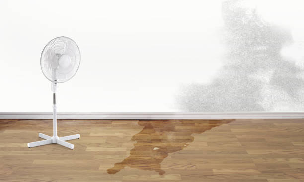 Best Water damage cleanup near me  in Smackover, AR